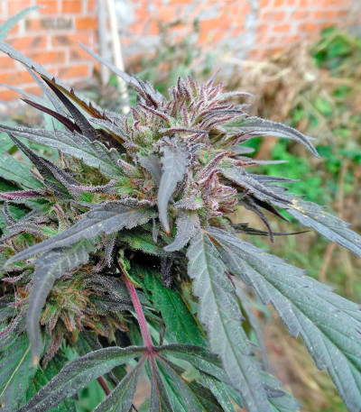 Семена сорта Purple Afghan Kush fem (Dinafem Seeds)