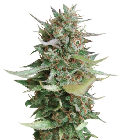 Микс семян конопли Sativa Pure Origin Collection 8 (World of Seeds)