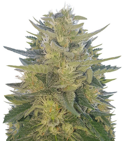 Семена сорта Impala 64 Haze Auto fem (Sumo Seeds)