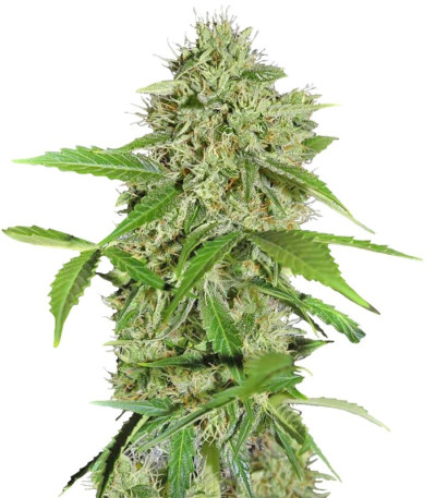 Семена сорта Northern Lights Auto fem (Green House Seeds)