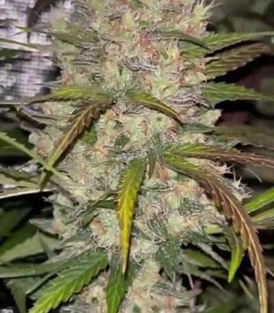 Семена сорта Blue Dream auto fem (FastBuds Seeds)