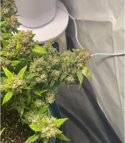 Семена сорта Mexican Airlines Auto fem