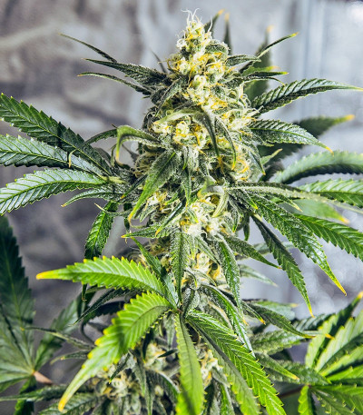 Семена каннабиса White Widow regular