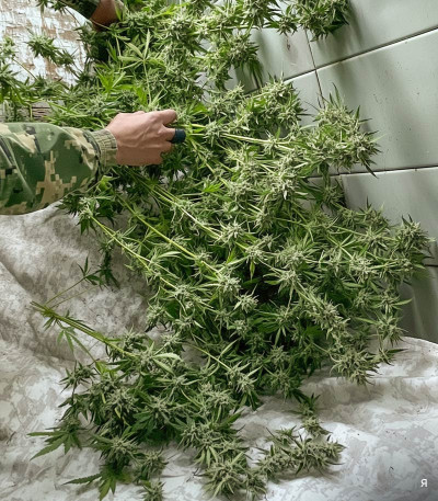 Семена сорта Dos-Vi-Dos fem (Семяныч)