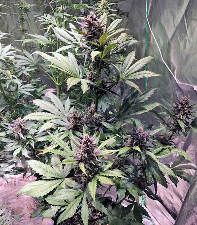 Семена сорта Devil Cream Auto fem (Sweet Seeds)