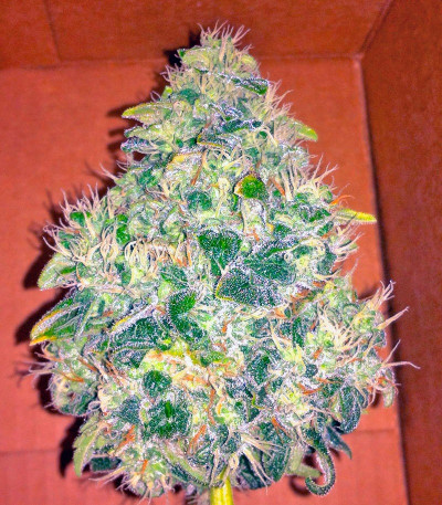 Семена сорта Jack Herer fem (Green House Seeds)