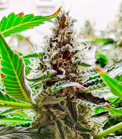 Семена сорта Girl Scout Cookies fem