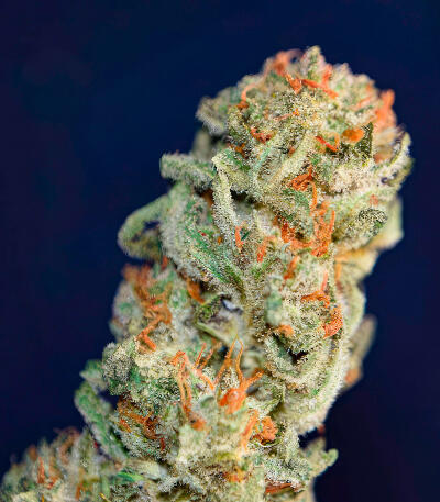 Семена сорта Zkittlez x Grapefruit (7CH Seeds & Cali Buds Seeds)