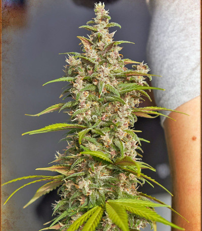 Семена сорта NYC Diesel Auto fem (Sweet Seeds)