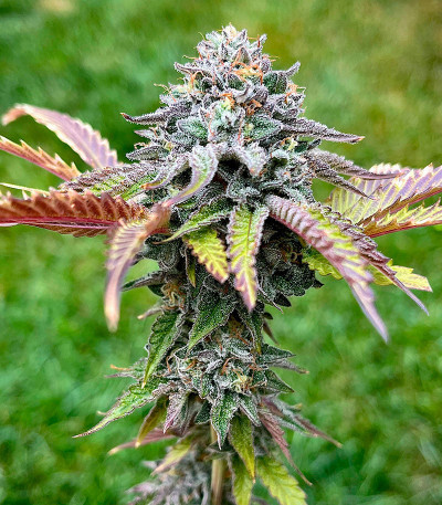 Семена сорта RS11 fem (7CH American)