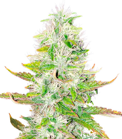 Семена сорта Ice Cream Cake fem (Barney's Farm)