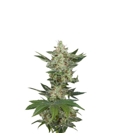 Семена сорта Critical Jack Autoflowering fem (Dinafem Seeds)