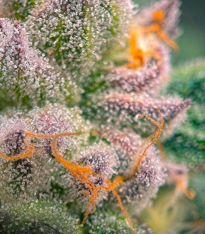 Семена сорта Nutter Budder fem (Humboldt Seed Company)