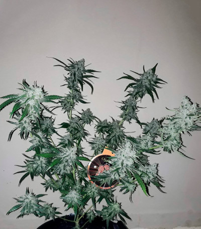 Семена сорта Violet's Wonder Auto fem (Sumo Seeds)
