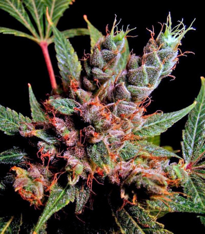 Семена каннабиса Skywalker