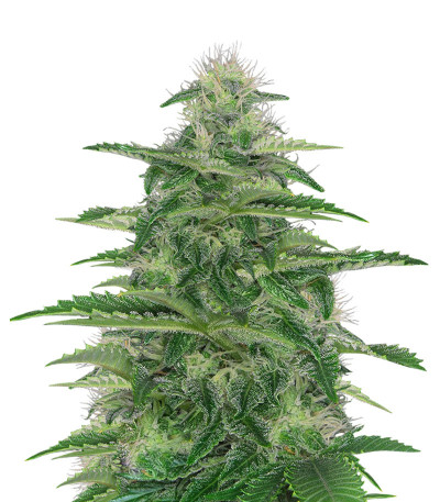 Семена сорта Dark Delight fem (Dutch Passion)