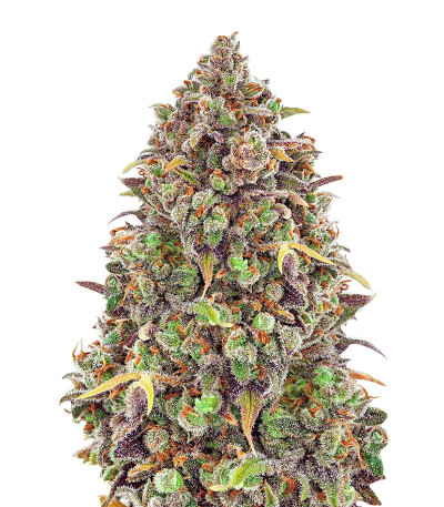 Haze Queen fem Anesia Seeds