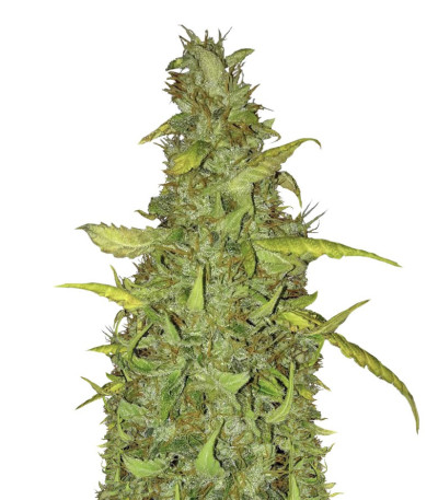 Семена сорта Anubis fem (Pyramid Seeds)