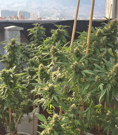 Семена сорта Buddha Kraken fem (Buddha Seeds)