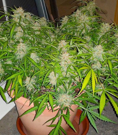 Семена сорта Critical Neville Haze Auto fem (Delicious Seeds)
