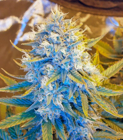 Семена сорта Killer Kush Auto fem (Sweet Seeds)