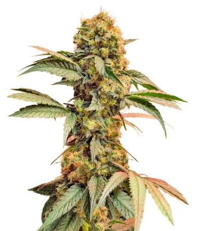 Семена сорта Señor Piña v.2 fem (UKHTA)