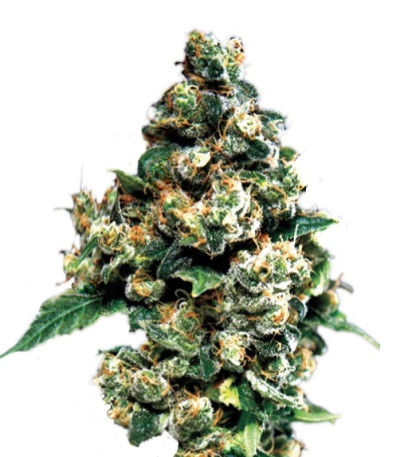 Семена сорта Jack Herer fem (Green House Seeds)