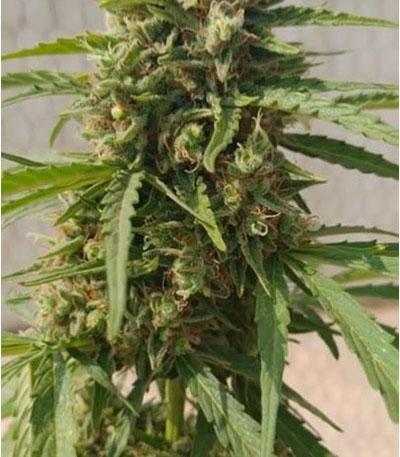 Семена сорта Auto Lennon fem (Pyramid Seeds)