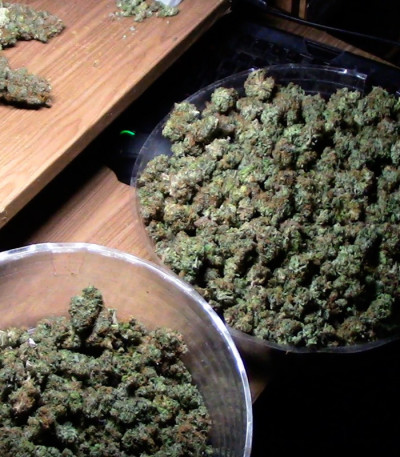 Семена сорта Dizzy Lights Auto fem (Dr. Krippling Seeds)