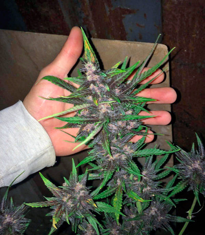 Семена сорта Devil Cream Auto fem (Sweet Seeds)