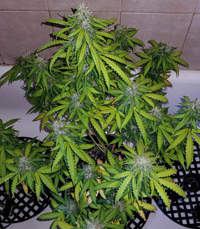 Семена сорта Auto Mazar fem (Dutch Passion)