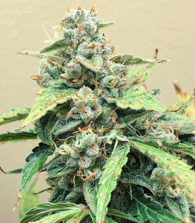 Семена сорта Northern Lights Auto fem (Семяныч)