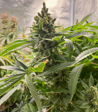 Семена сорта Dozy Doz fem (AlphaFem Seeds)