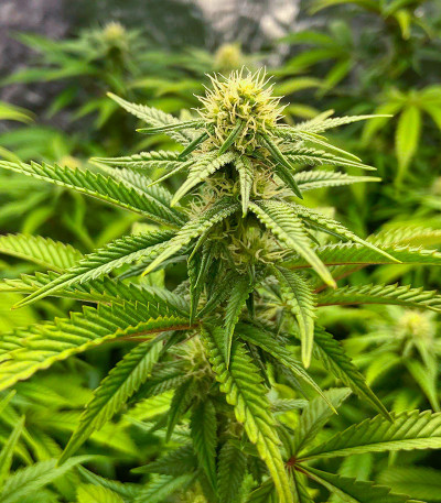 Семена сорта Glue Kripple fem (Dr. Krippling Seeds)