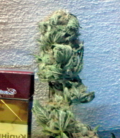 Семена сорта Hindu Kush (Kaya Gold) fem (Nirvana Seeds)