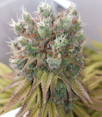 Семена сорта Mazar fem (Dutch Passion)