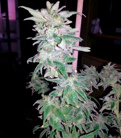 Семена сорта Nebula fem (Paradise Seeds)