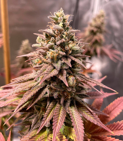 Семена сорта White Wedding RBX fem (Ethos Genetics)