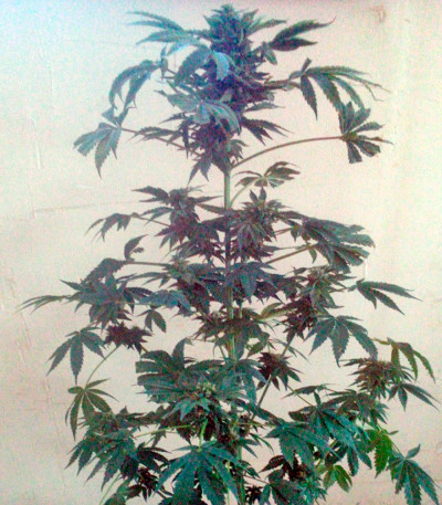 Семена сорта White Magic fem