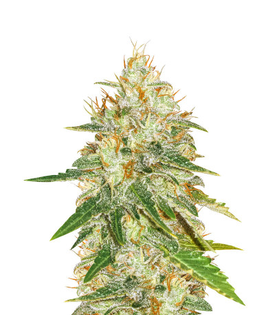 Семена сорта American Pie fem (Pyramid Seeds)