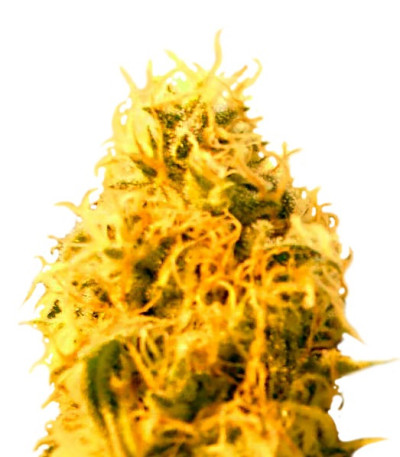 Семена сорта Mango Mist Shake fem (KFC Seeds)