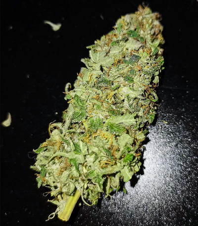 Семена сорта Auto Bruce Lemon Diesel fem (Dutch Passion)