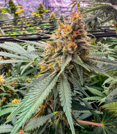 Семена сорта Sour MAC F1 fem (Seedkeepers)