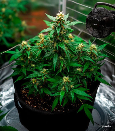 Семена сорта Bruce Banner Auto fem (Семяныч)