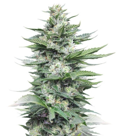 Семена сорта Sour Diesel #2 fem (Humboldt Seeds)