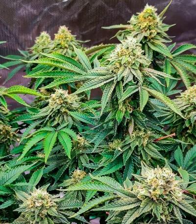 Семена сорта 50 Dragons fem (UKHTA)