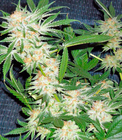 Семена сорта Dinachem fem