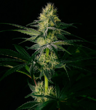 Семена сорта Strawberry Amnesia fem (Herbies Seeds)