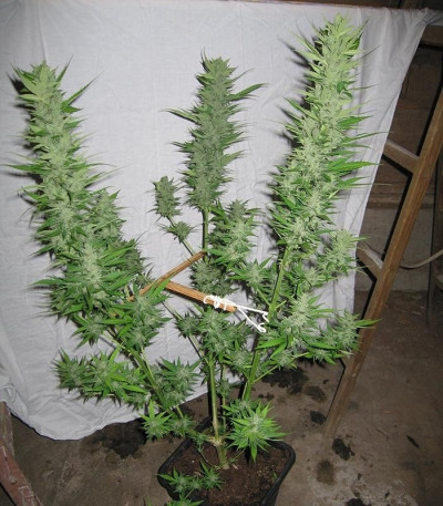 Семена сорта Sweet Mango Auto fem (Green House Seeds)