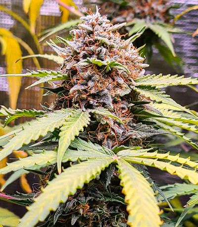 Семена сорта Apollo F1 Auto fem от RQS